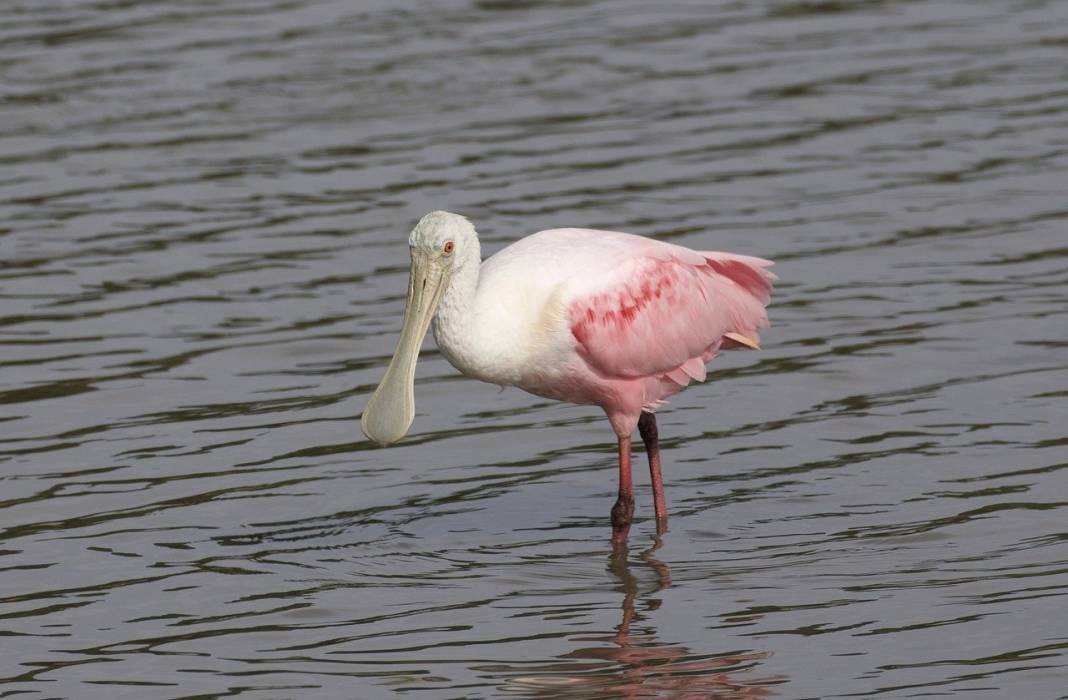 Anadolu Parsını avlayanlar yandı! Cezası 30 milyon lira - Resim: 7